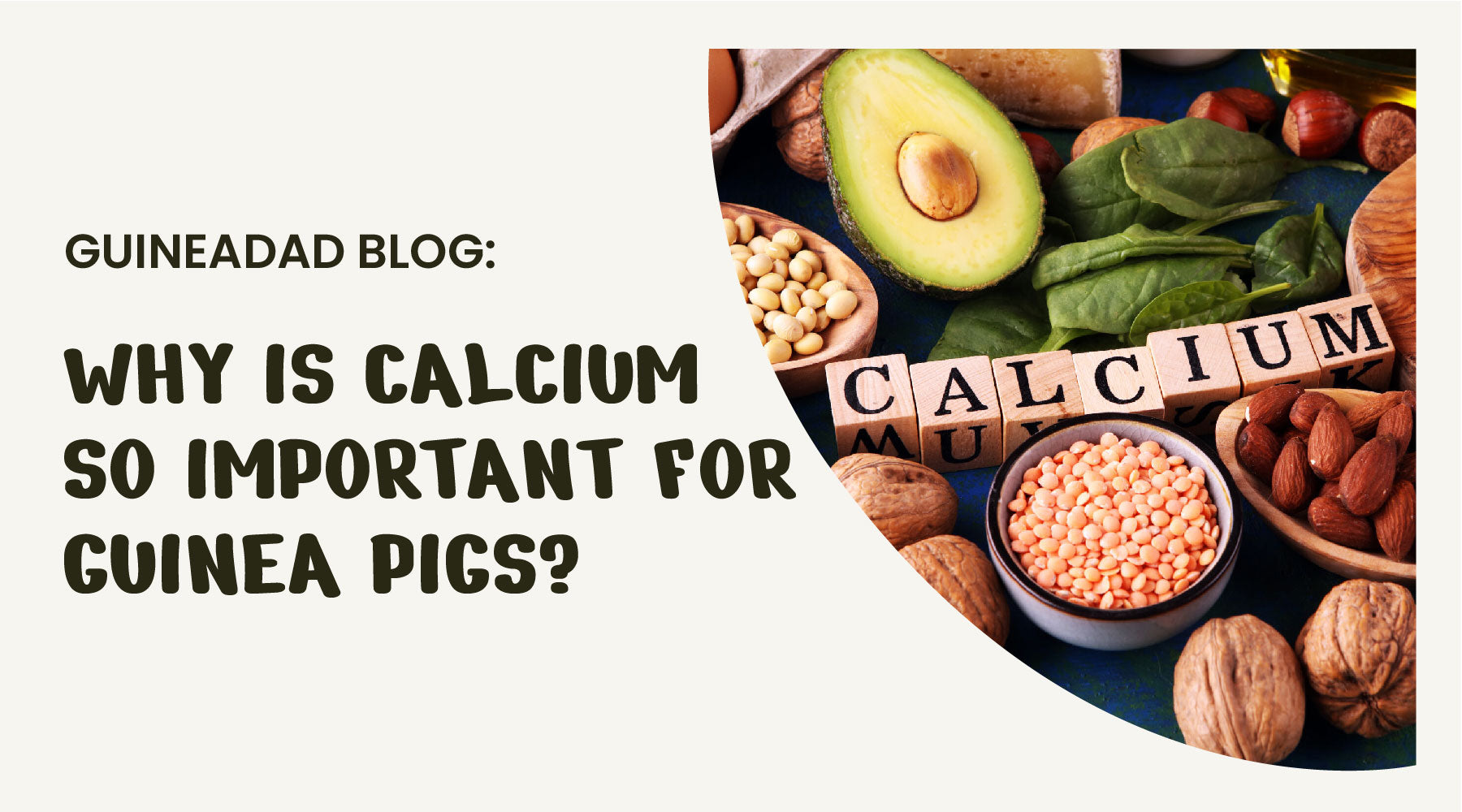 Using Calcium Powder For Guinea Pigs photo