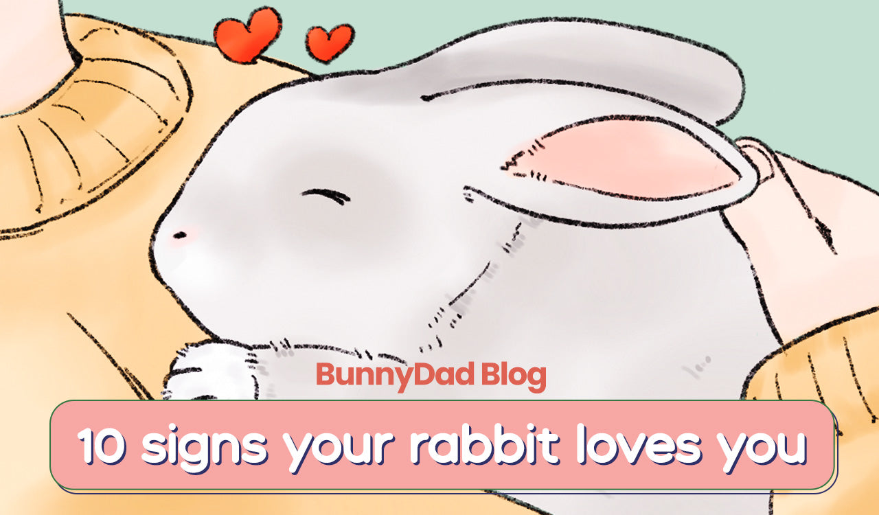 10 Signs Your Rabbit Loves You I GuineaDad