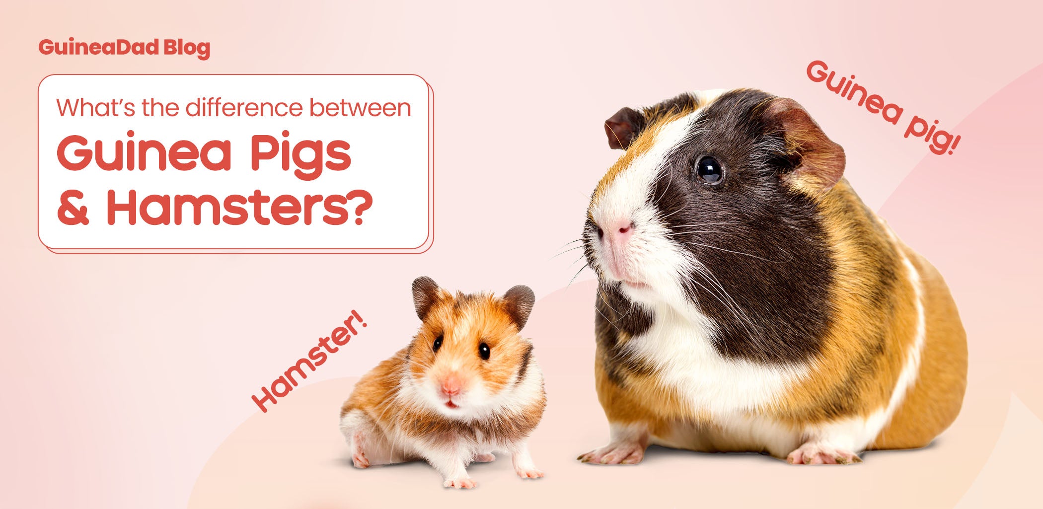 Should I Get Hamster or Guinea Pig?