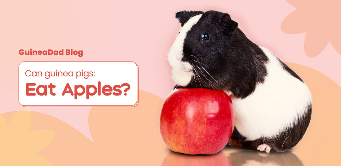 Can guinea pigs eat apples?