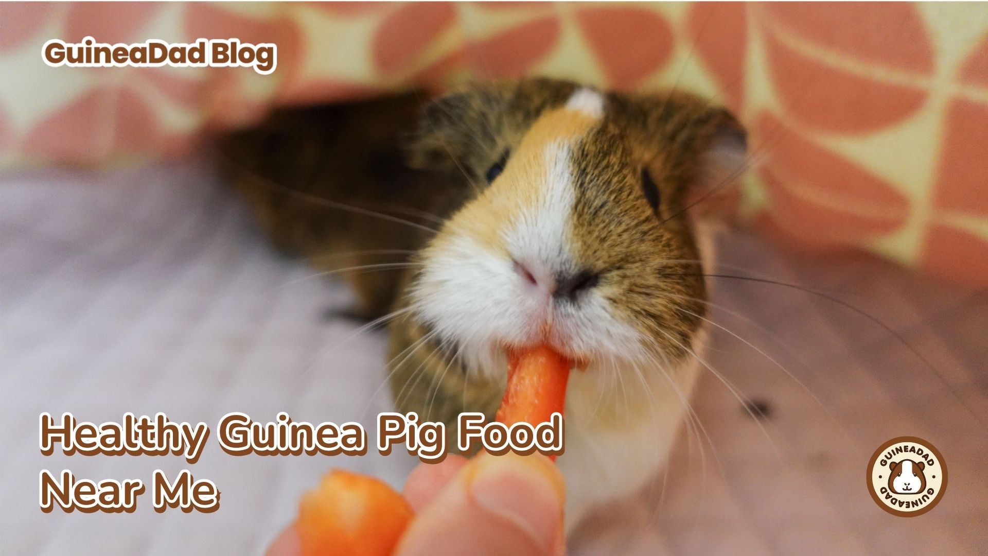 Healthy Guinea Pig Food Near Me GuineaDad