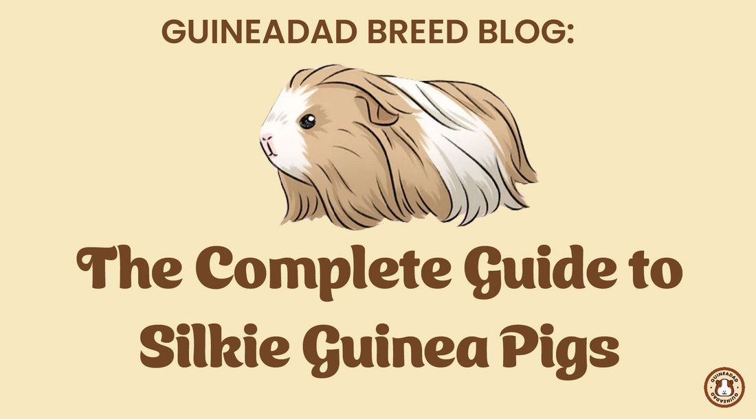 The complete guide to silkie guinea pigs
