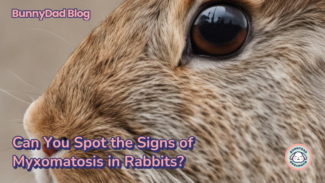 Myxomatosis is a serious and often fatal disease for rabbits. Myxomatosis in rabbits.