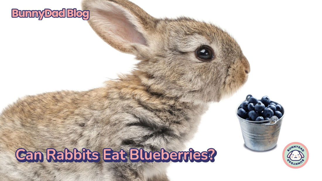 Can Rabbits Eat Blueberries?