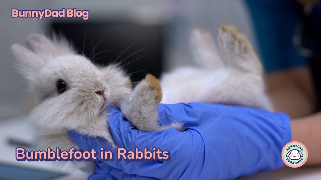 Bumblefoot in Rabbits