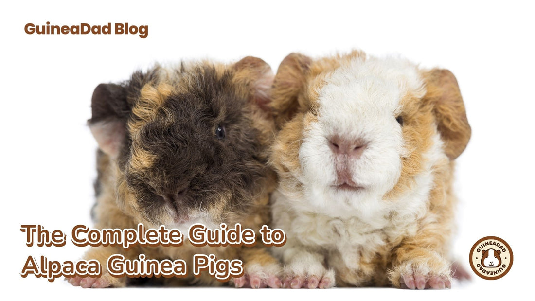 The complete guide to alpaca guinea pigs