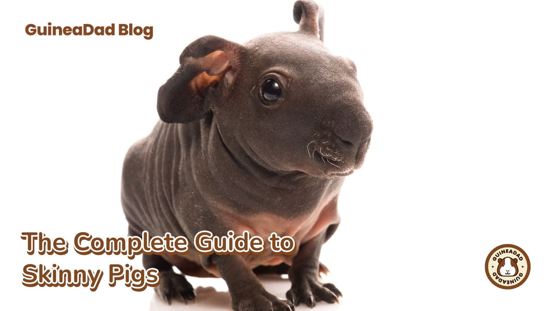 The Complete Guide to Skinny Pigs - The Hairless Guinea Pig