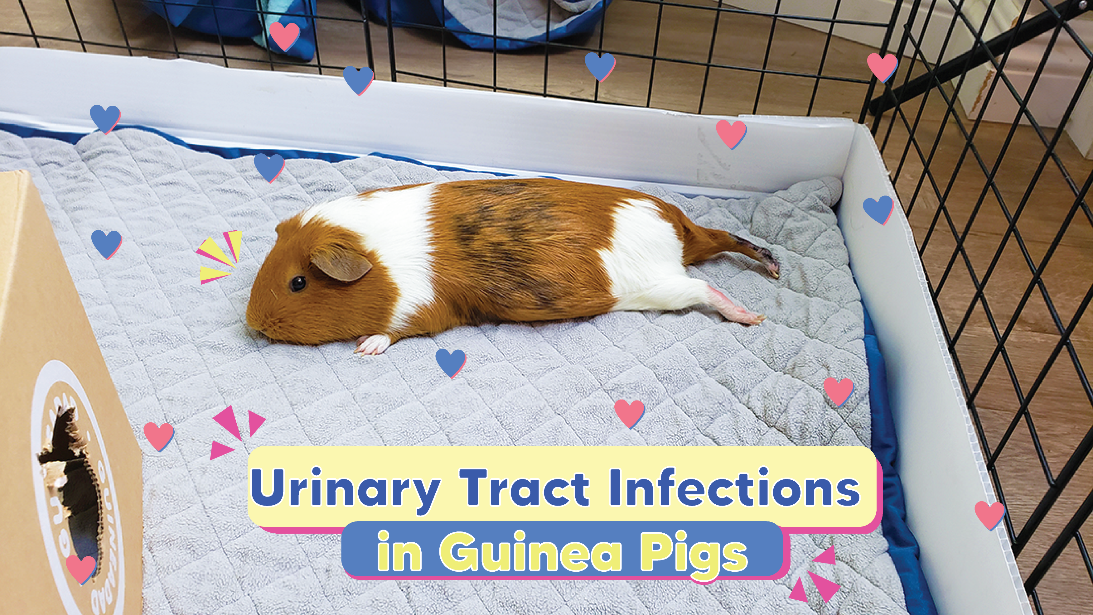 Guinea pig lethargic clearance not eating