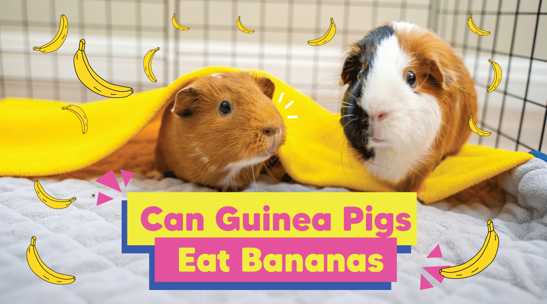 Guinea pig banana sales peel
