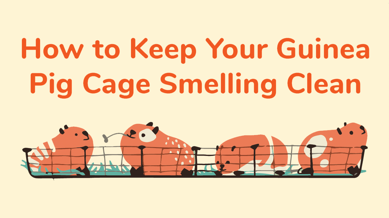 Odor control 2024 guinea pig bedding