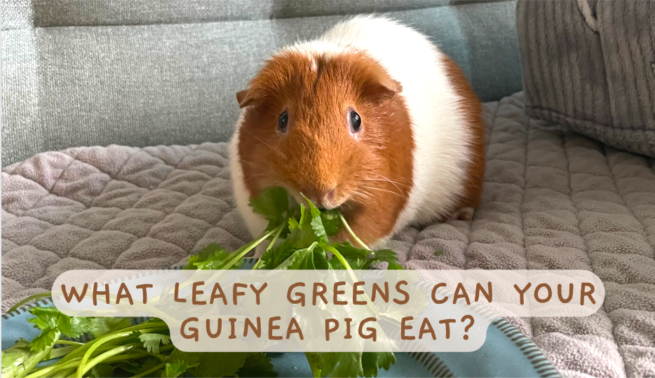 Guinea pigs top favorite vegetables