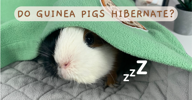 Guinea pig deals lethargic not moving