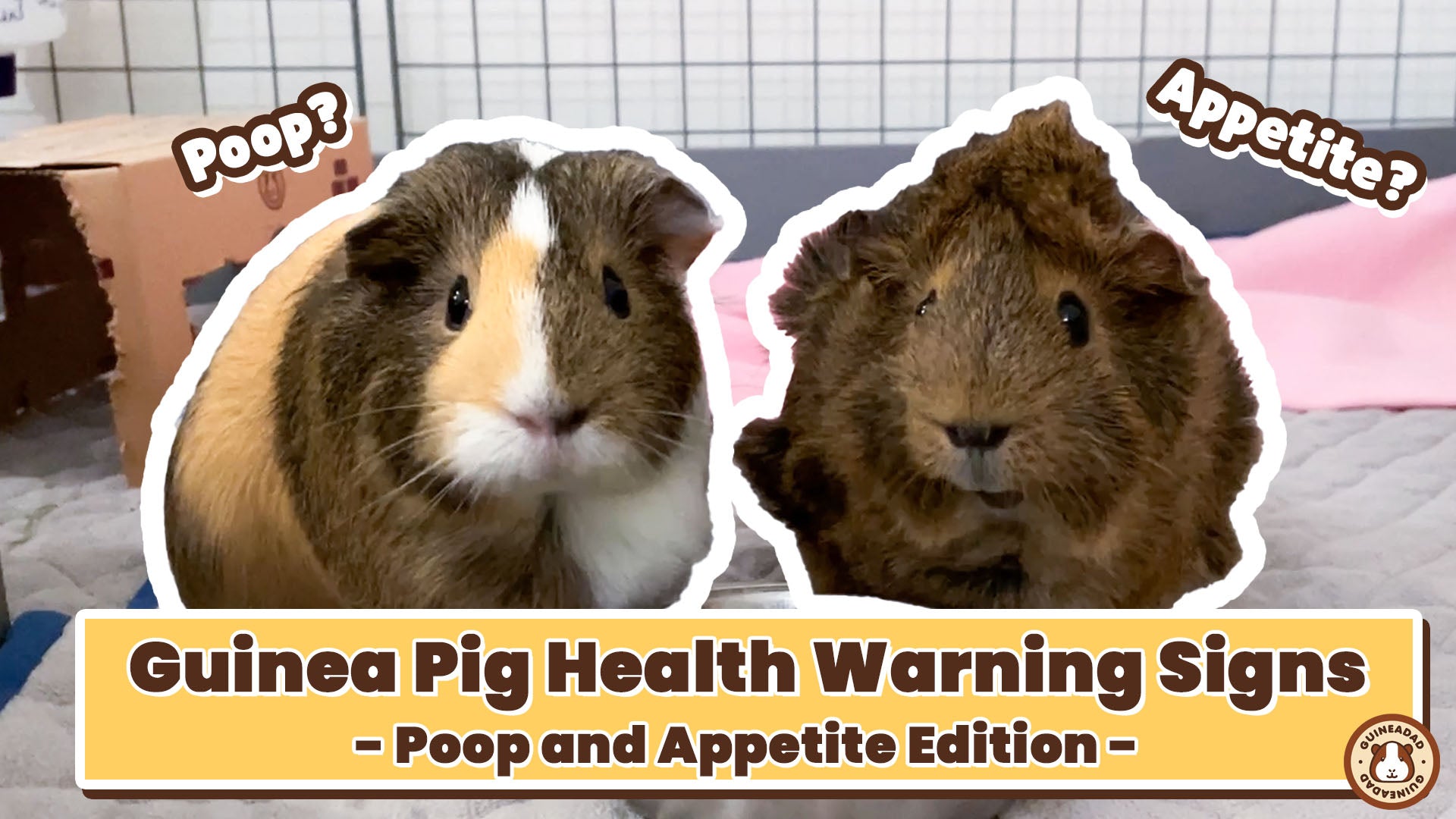 Stunning Pumpkin Treats For Guinea Pigs With Constipation image