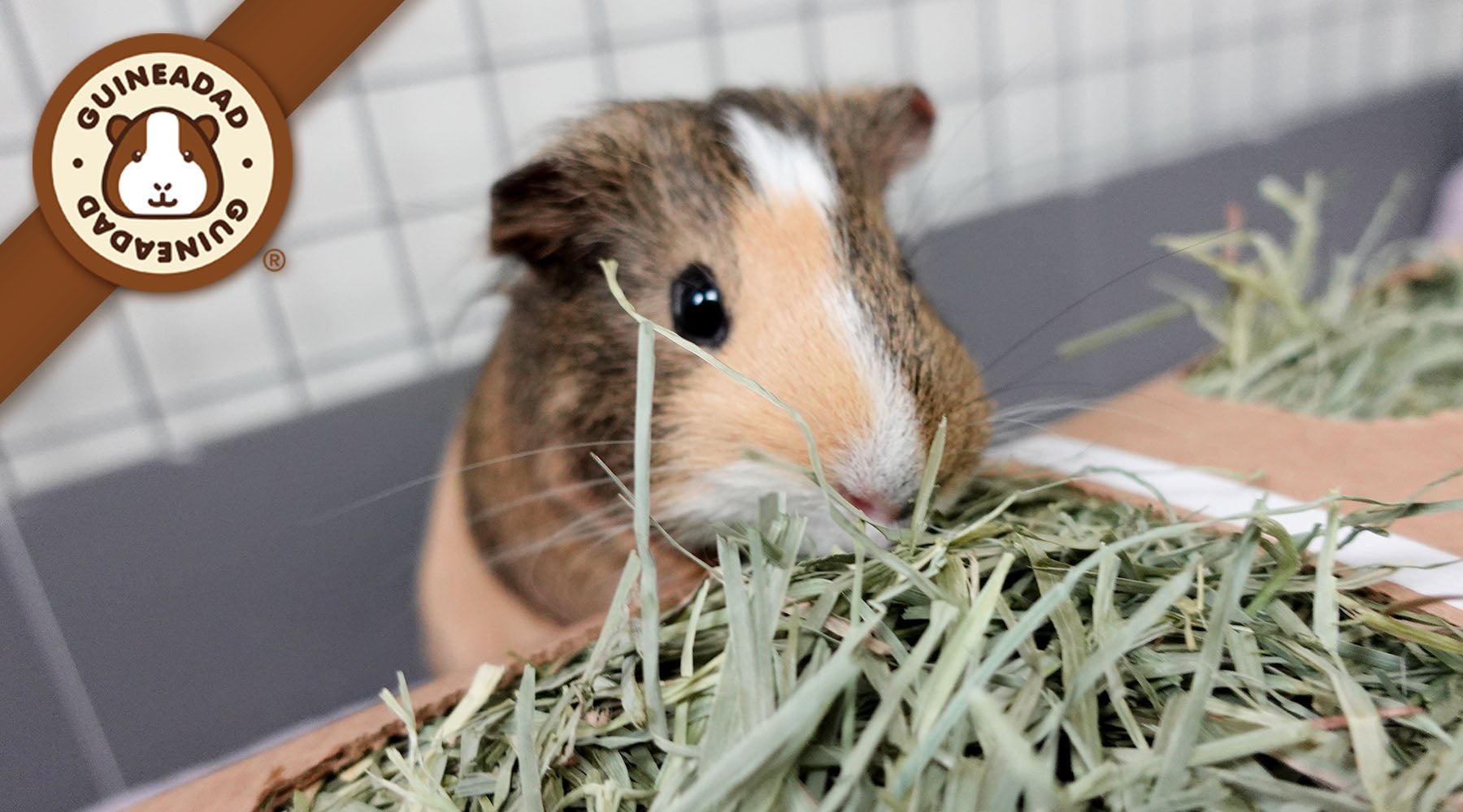 Illustration of Daily Diet For Senior Guinea Pigs
