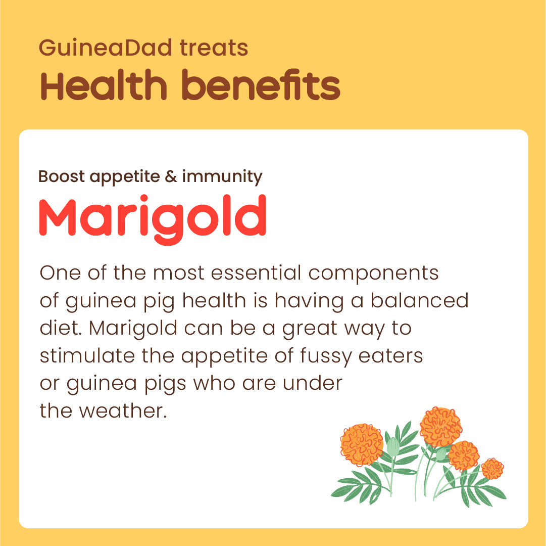 Subscription Marigold Treat Cup
