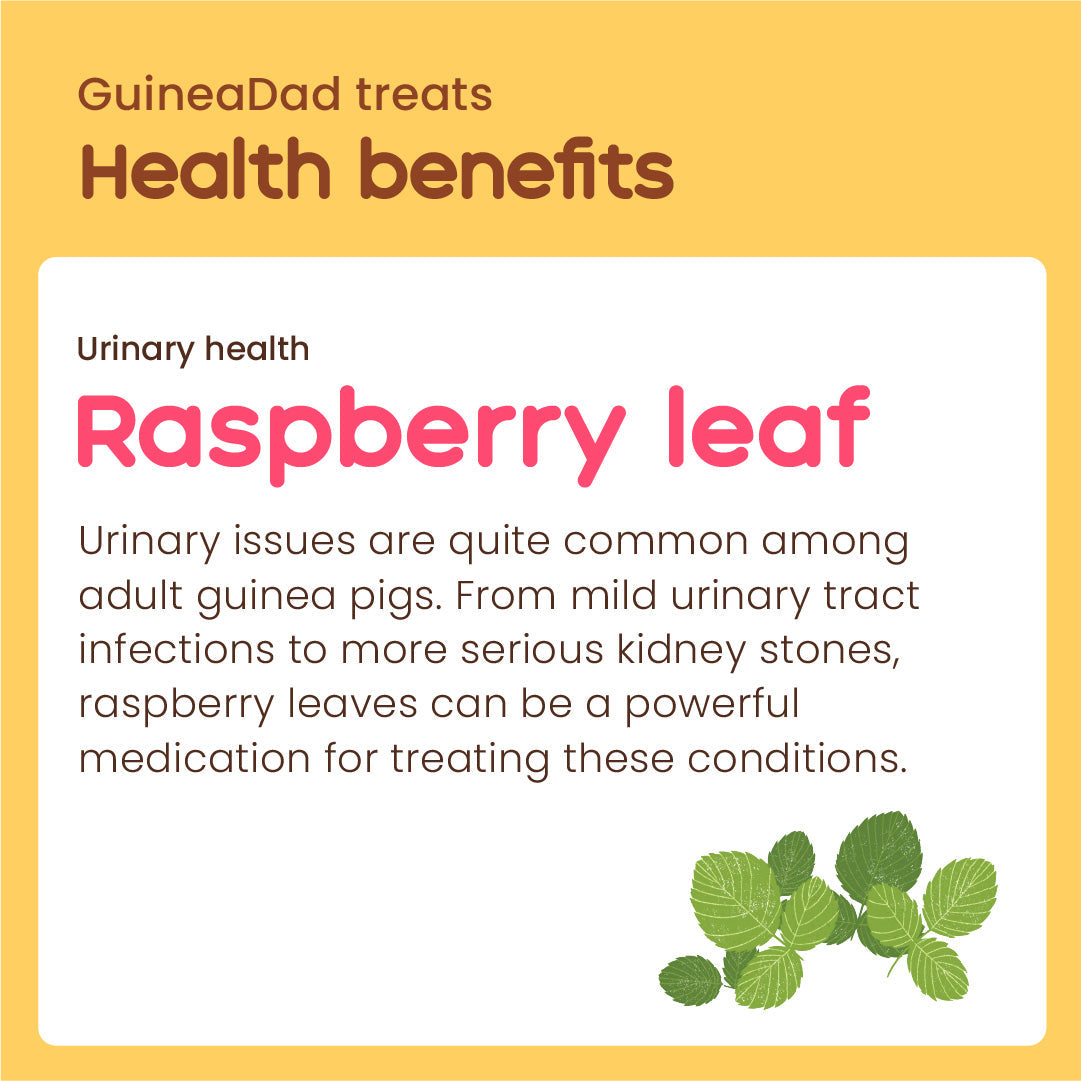 Subscription Raspberry Leaf Treat Cup