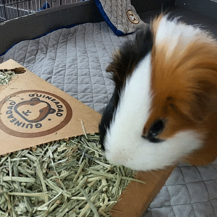 A Guinea Pig Tofu Eating GuineaDad Hay Box on a GuineaDad Liner