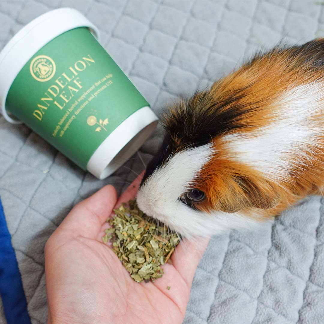 A guinea pig eating GuineaDad treat dandelion leaf
