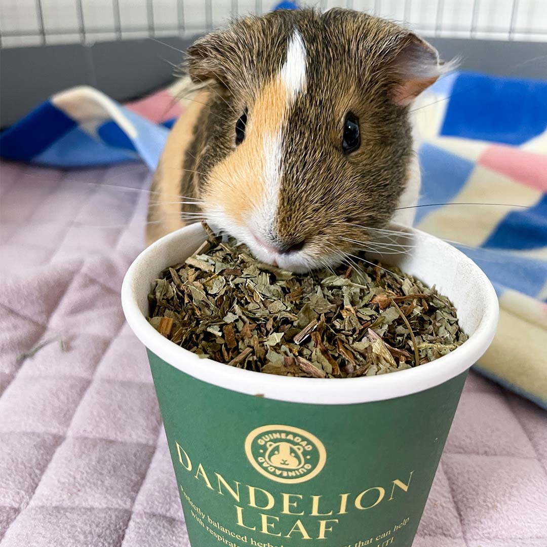 A guinea pig enjoying GuineaDad treat dandelion leaf