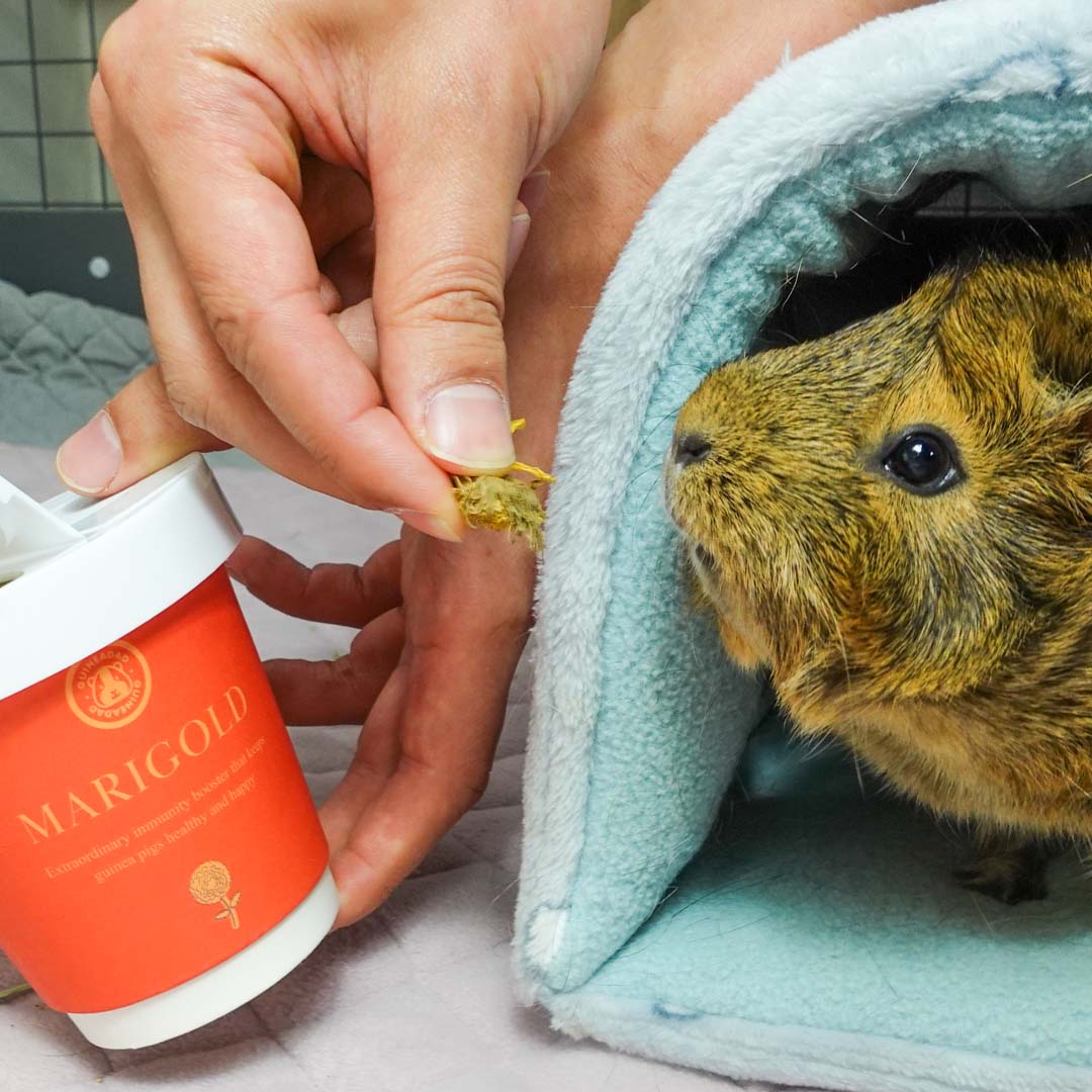 A guinea pig eating GuineaDad treat marigold