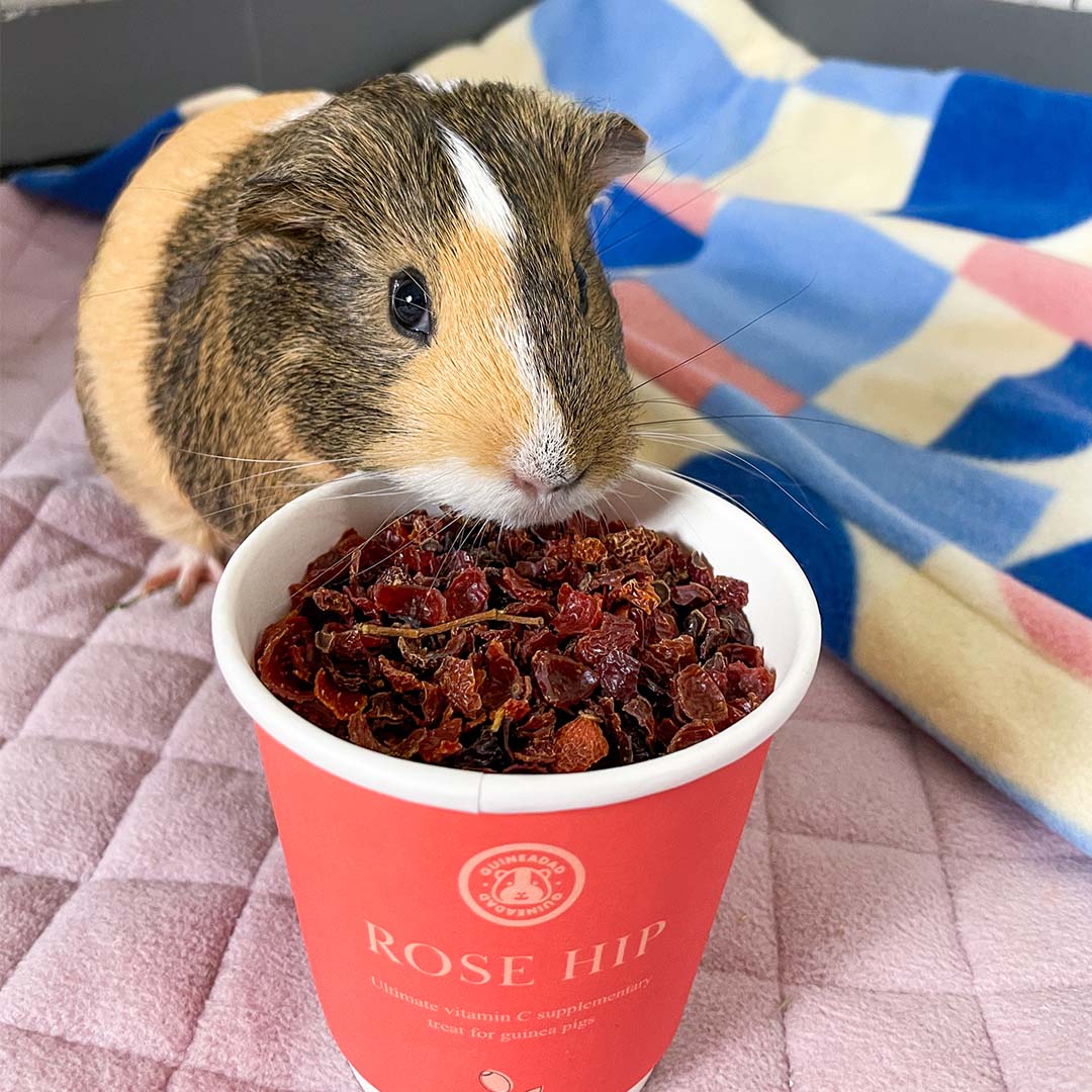 A guinea pig eating GuineaDad treat rose hip