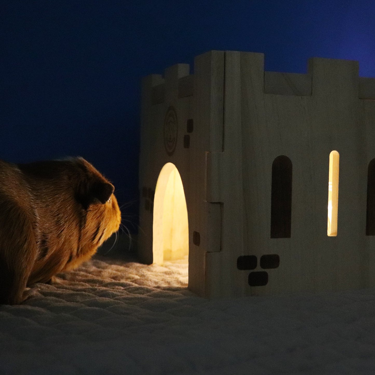 A guinea pig staring inside the GuineaDad Queen's Castle