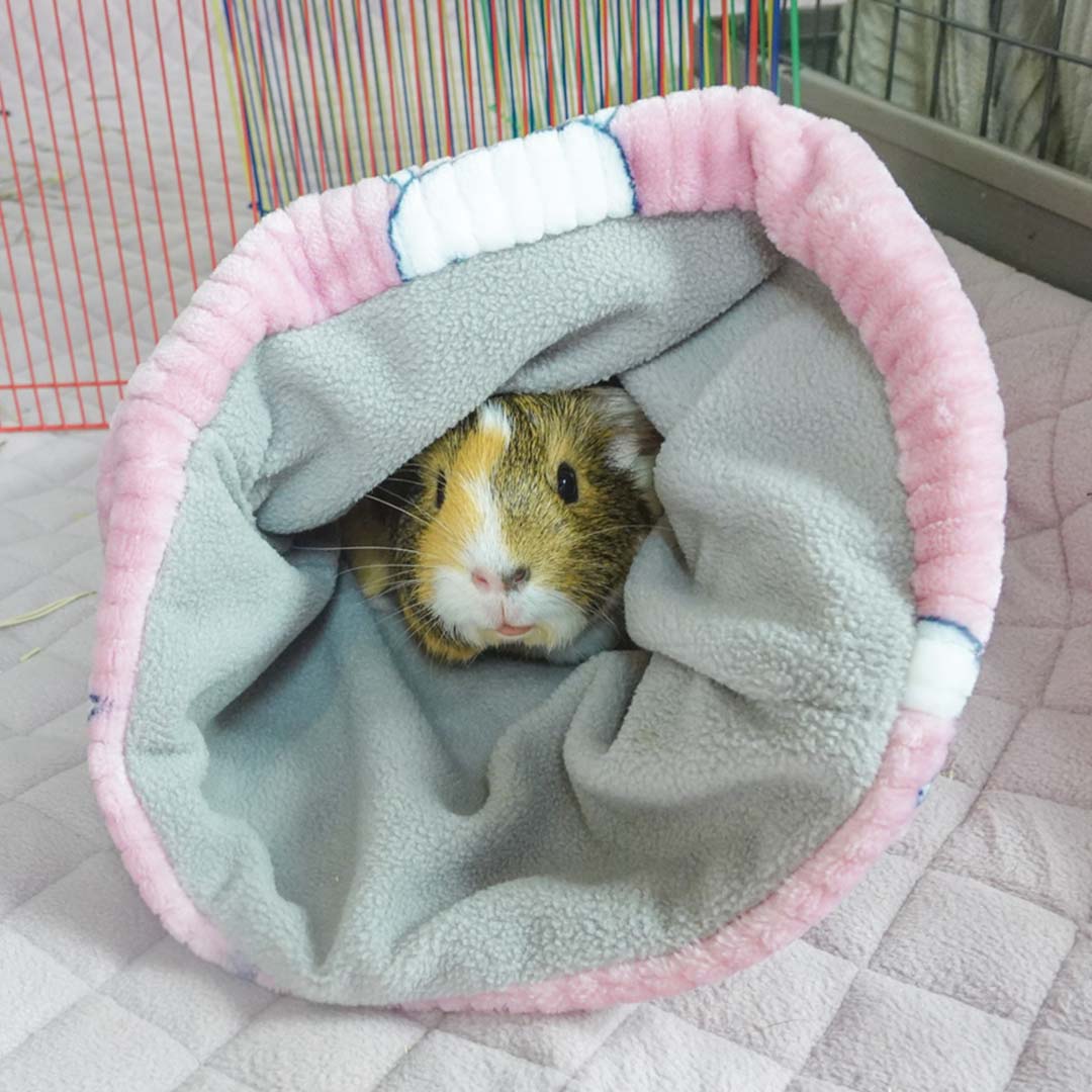 A Guinea Pig Sitting Down Comfortably in Offbeat Piggy Play Package Pouch
