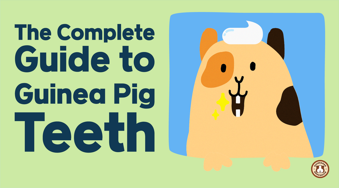 The Complete Guide to Guinea Pig Teeth