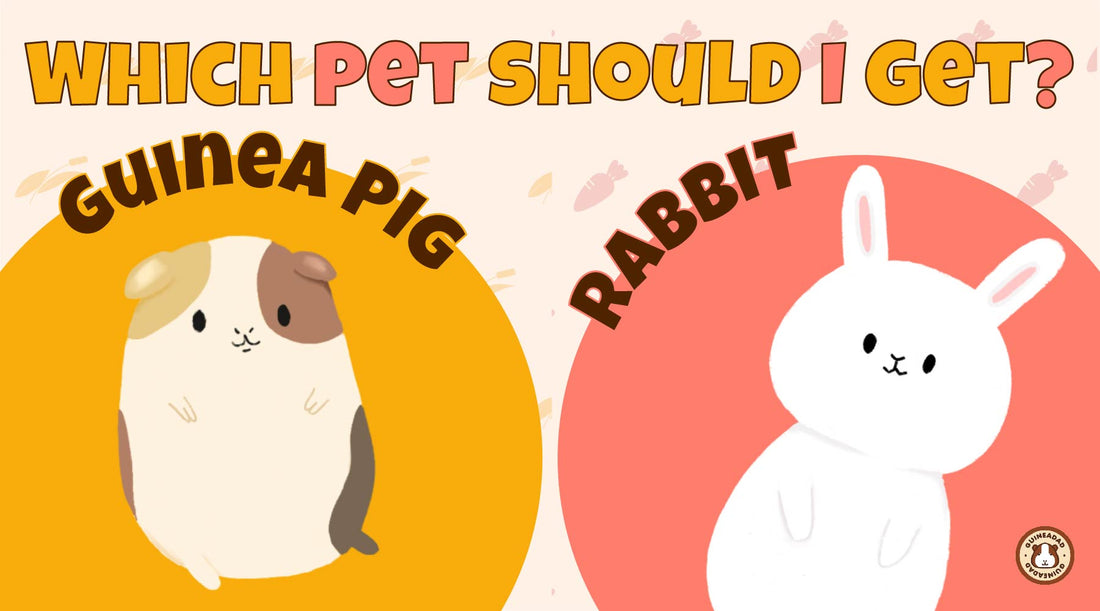 Guinea Pig VS. Rabbit Which Pet Should I Get? with Infographic