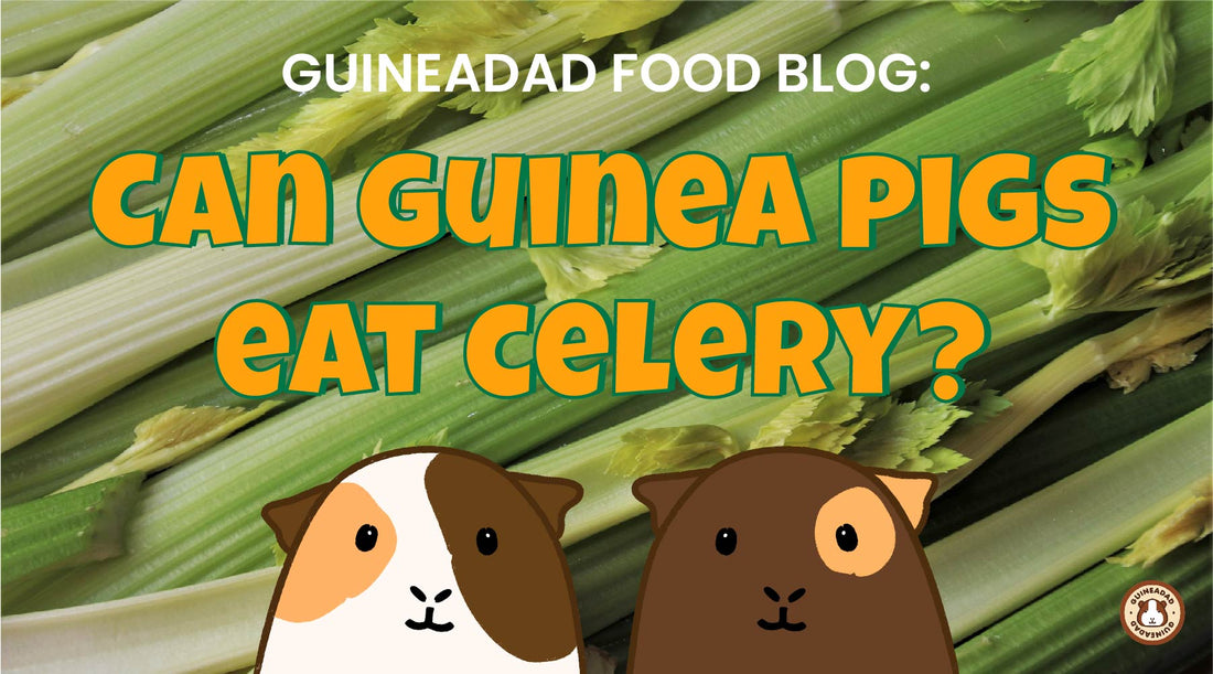 GuineaDad Food Blog: Can Guinea Pigs Eat Celery?(with Infographic)