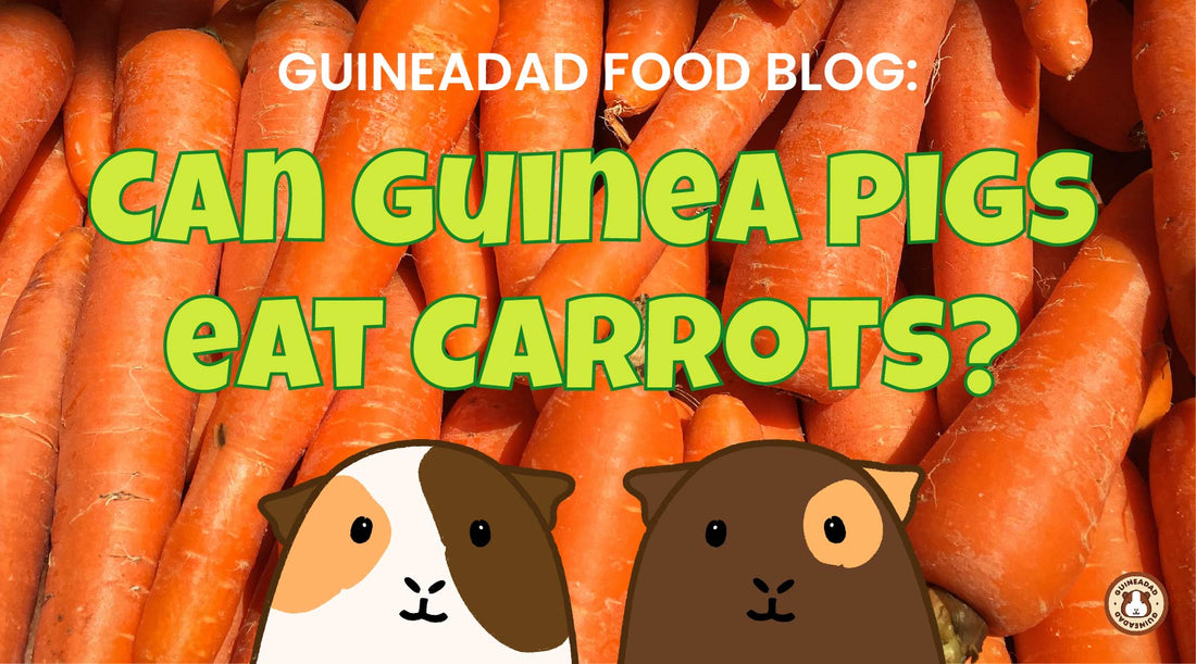 GuineaDad Food Blog: Can Guinea Pigs Eat Carrots?(with Infographic)