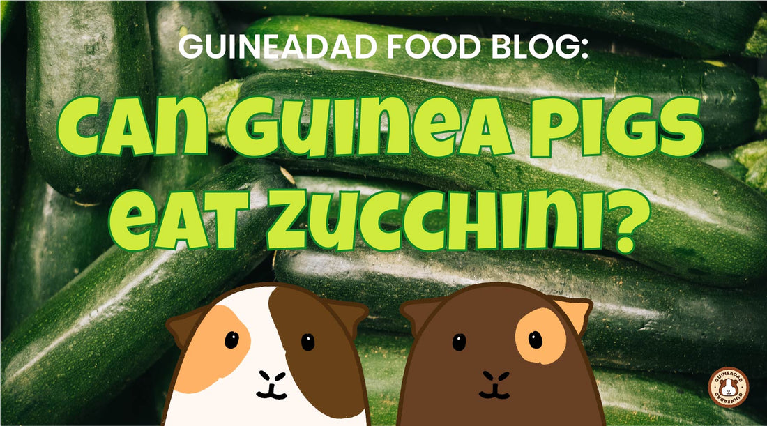 GuineaDad Food Blog: Can Guinea Pigs Eat Zucchini?(with Infographic)