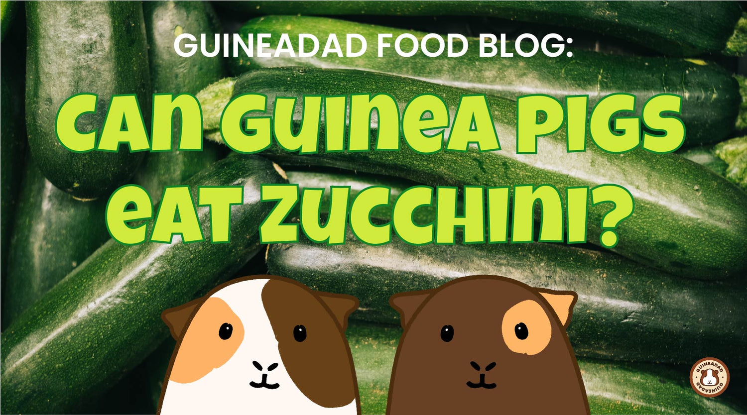 GuineaDad Food Blog: Can guinea pigs eat zucchini?