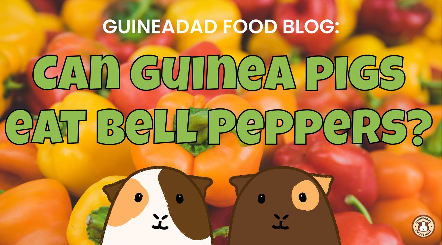 GuineaDad Food Blog Can guinea pigs eat bell peppers?