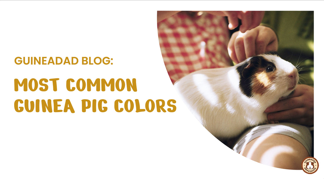what colors are guinea pigs?