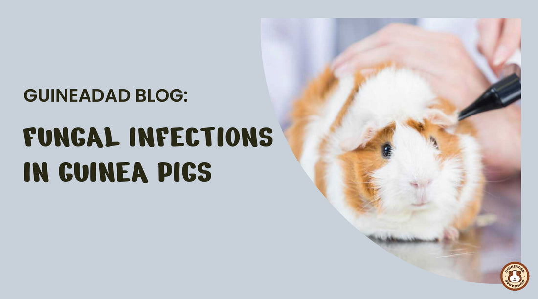 how do guinea pigs get fungal infections?