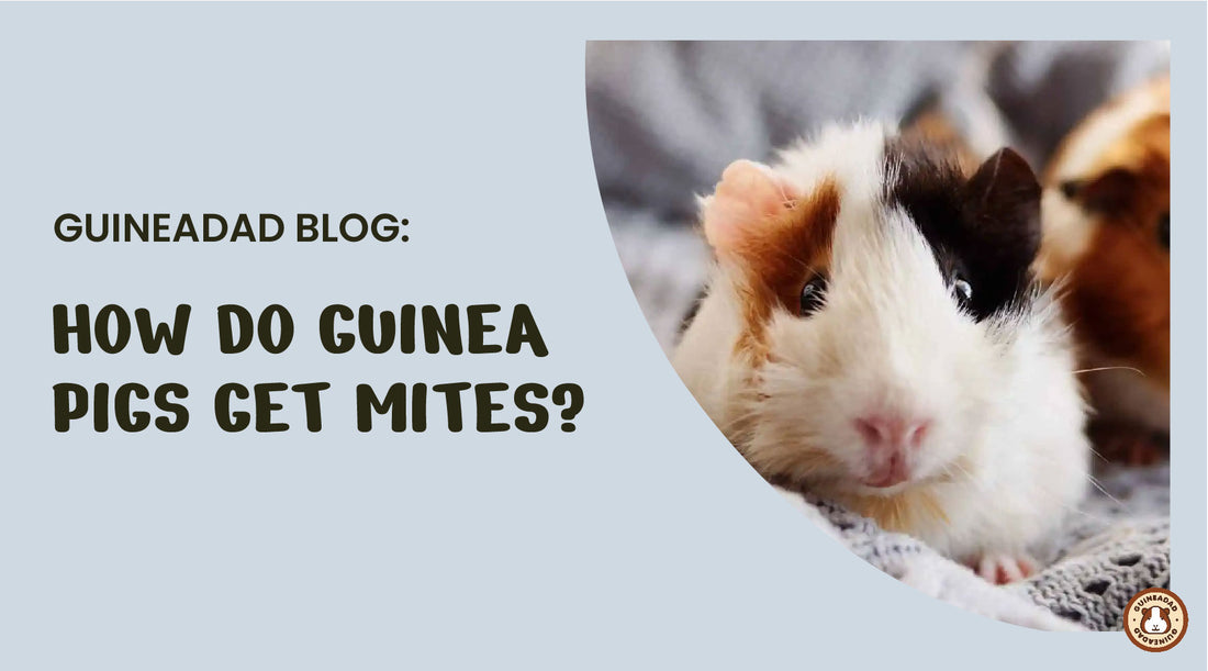 how do guinea pigs get mites
