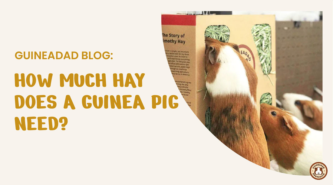 how much hay does a guinea pig need?