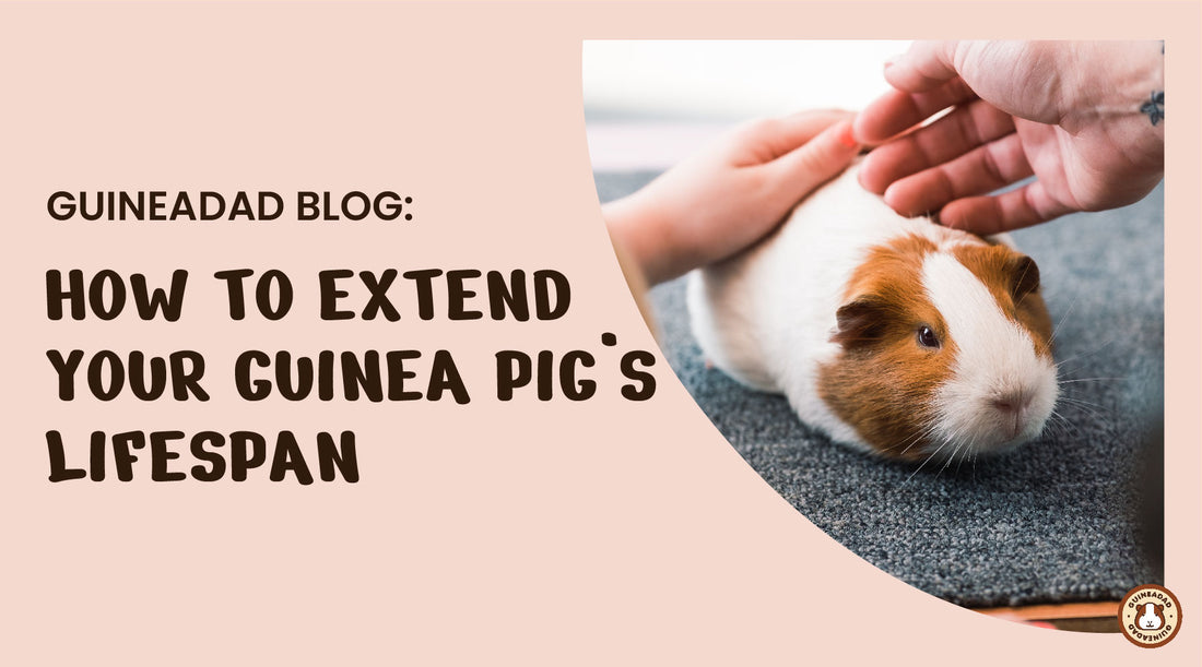 how to extend your guinea pig's life span