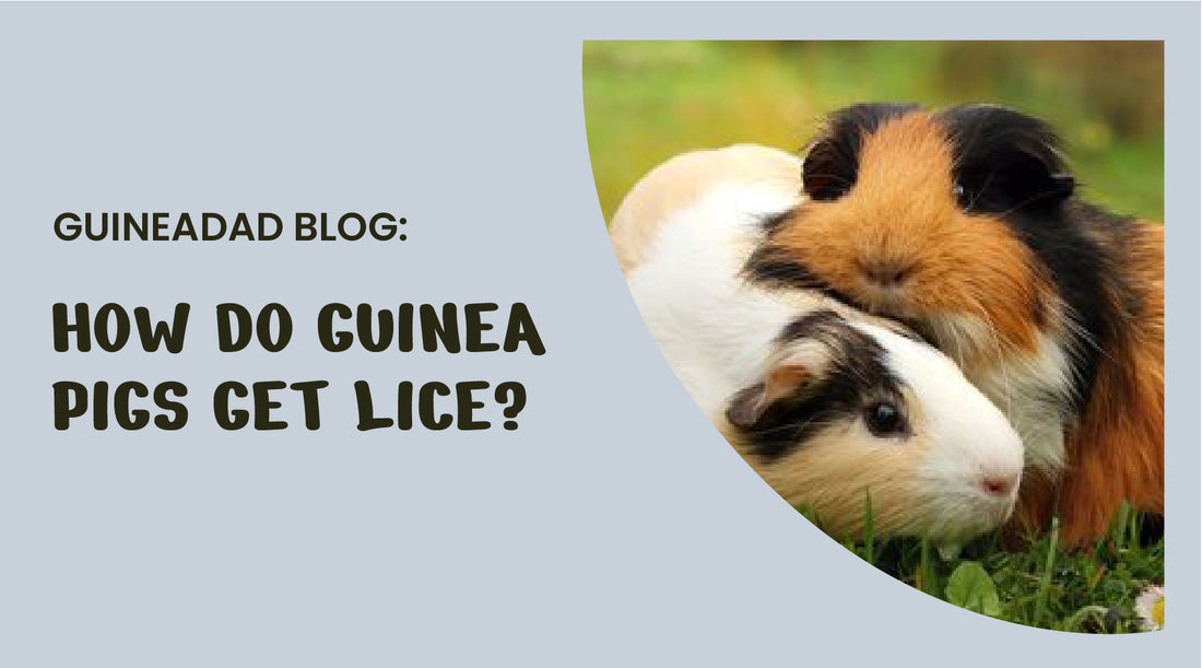 How do guinea pigs get lice?