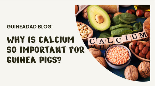 Why is calcium so important for guinea pigs?