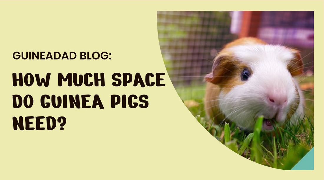 how much space do guinea pigs need?