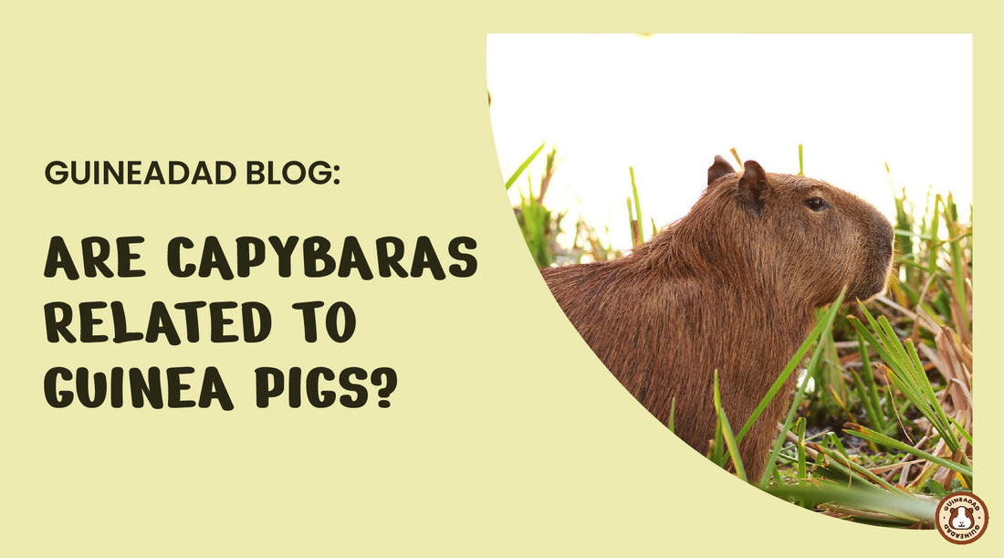 are capybaras related to guinea pigs