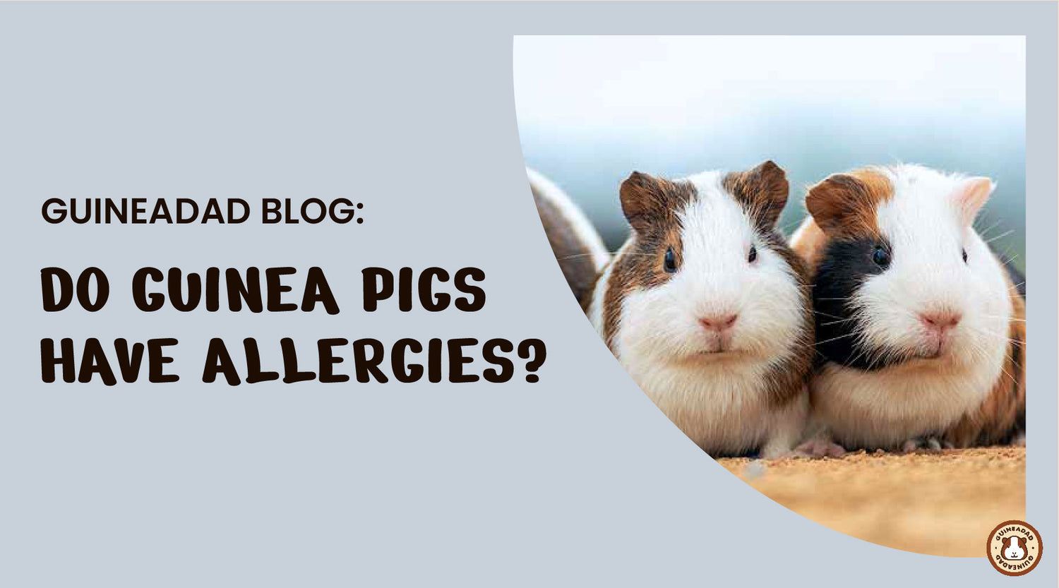 Do guinea pigs have allergies? GuineaDad