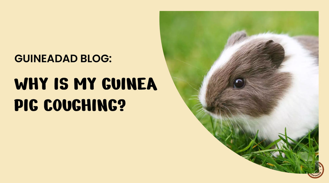 why is my guinea pig coughing?