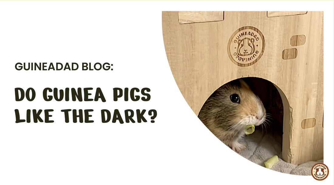 do guinea pigs like the dark?