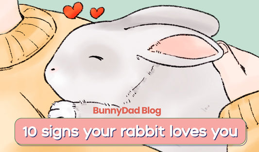 10 Signs Your Rabbit Loves You