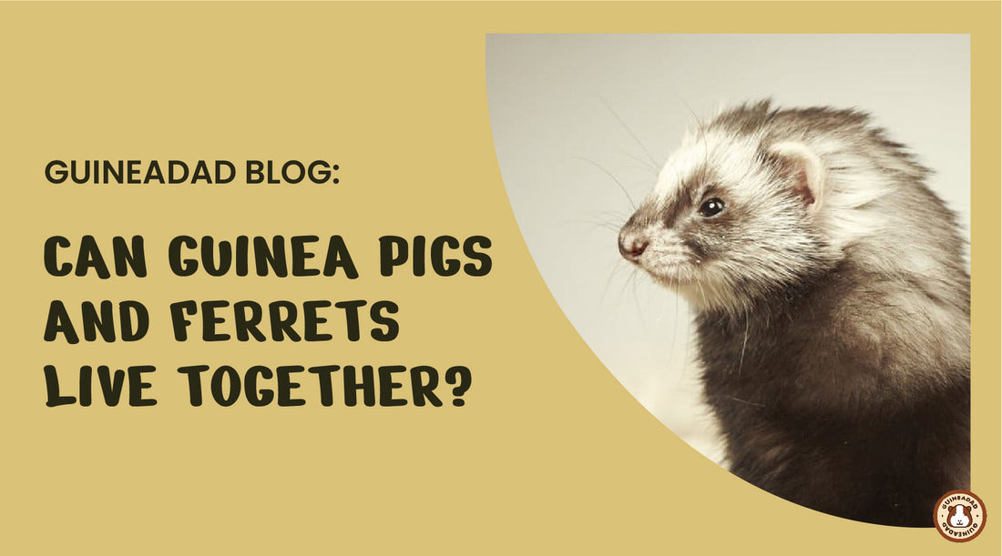 can guinea pigs and ferrets live together?