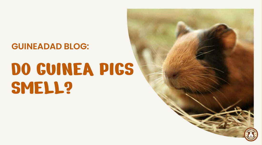 do guinea pigs smell?