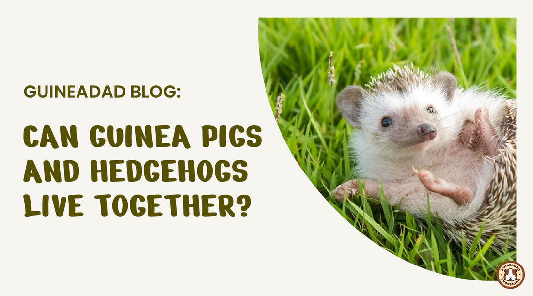 can guinea pigs and hedgehogs live together?